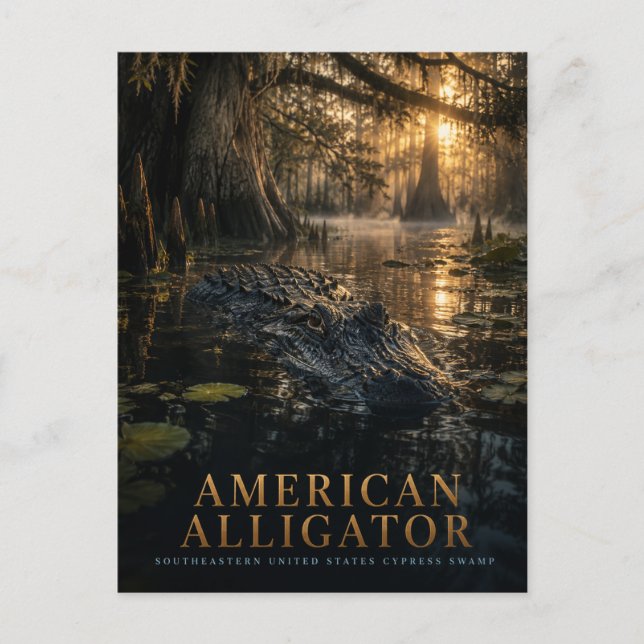 American Alligator Cypress Swamp ANIMALS Postcard (Front)