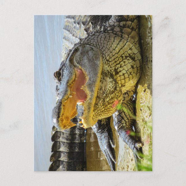 American Alligator  Face to face Postcard (Front)