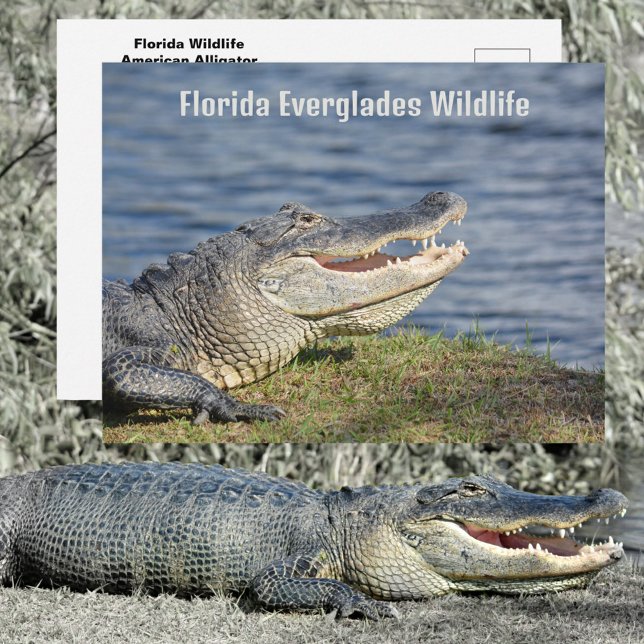 American Alligator Florida Everglades Wildlife Postcard (Creator Uploaded)