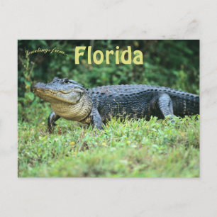 American Alligator in Florida Postcard