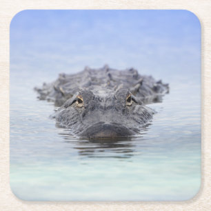 American Alligator – Lake Apopka Wildlife Drive Square Paper Coaster