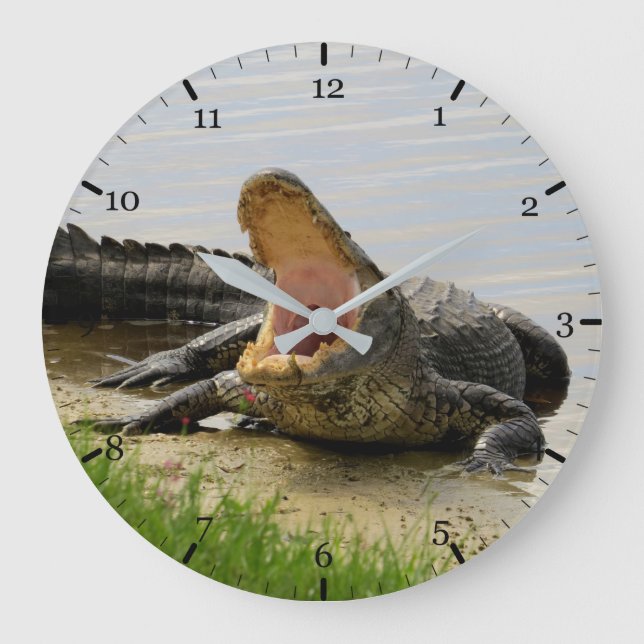 American alligator large clock (Front)