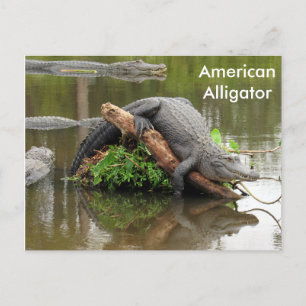 American Alligator - Learning Postcard