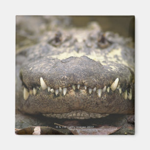 American alligator magnet