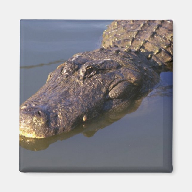 American Alligator Magnet (Front)