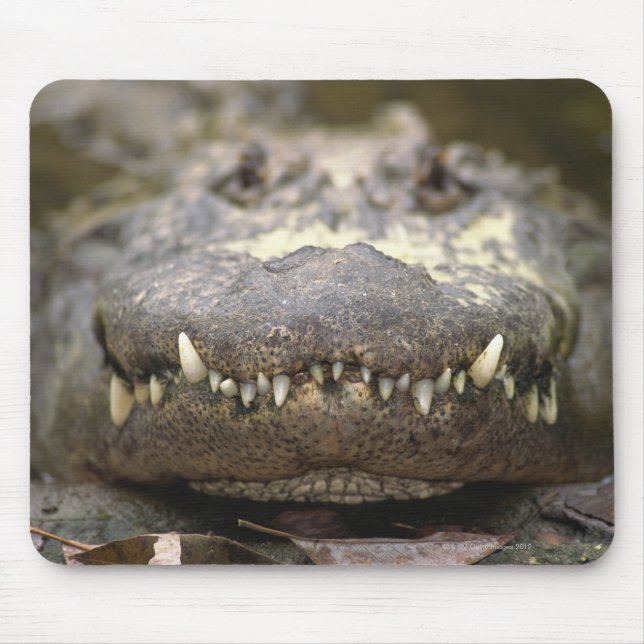 American alligator mouse mat (Front)