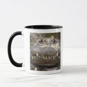 American alligator mug