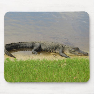 American alligator - Nice and quiet Mouse Mat