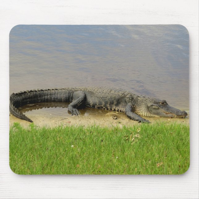 American alligator - Nice and quiet Mouse Mat (Front)
