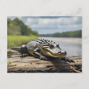 American Alligator on land at night full moon Postcard