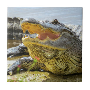 American Alligator photograph. Face to face Tile