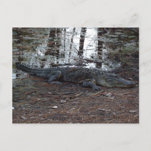 American Alligator Postcard (Front)