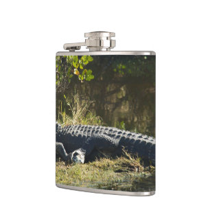 American Alligator Resting Along a Florida Wetland Hip Flask