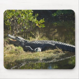 American Alligator Resting Along a Florida Wetland Mouse Mat