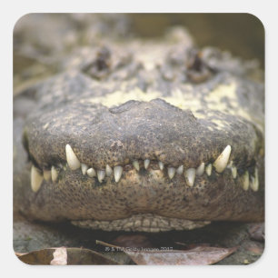 American alligator square sticker