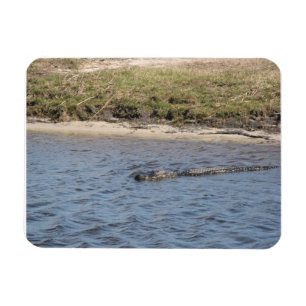 American Alligator Swimming in a Marsh Nature Magnet