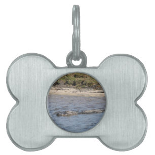 American Alligator Swimming Nature Photo Pet Tag