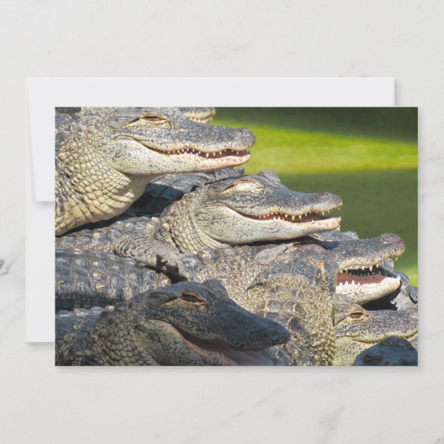 American Alligators Flat Greeting Card (Front)