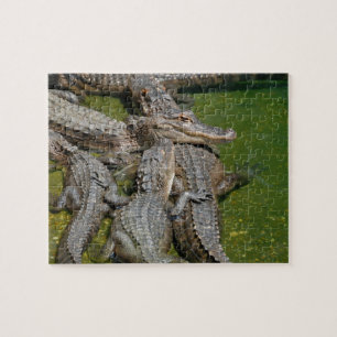 American Alligators Jigsaw Puzzle