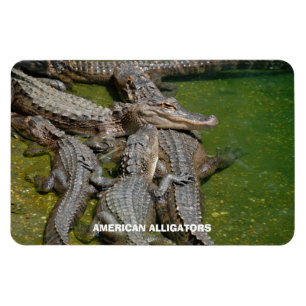 American Alligators Magnet