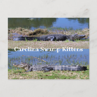 American Alligators Postcard