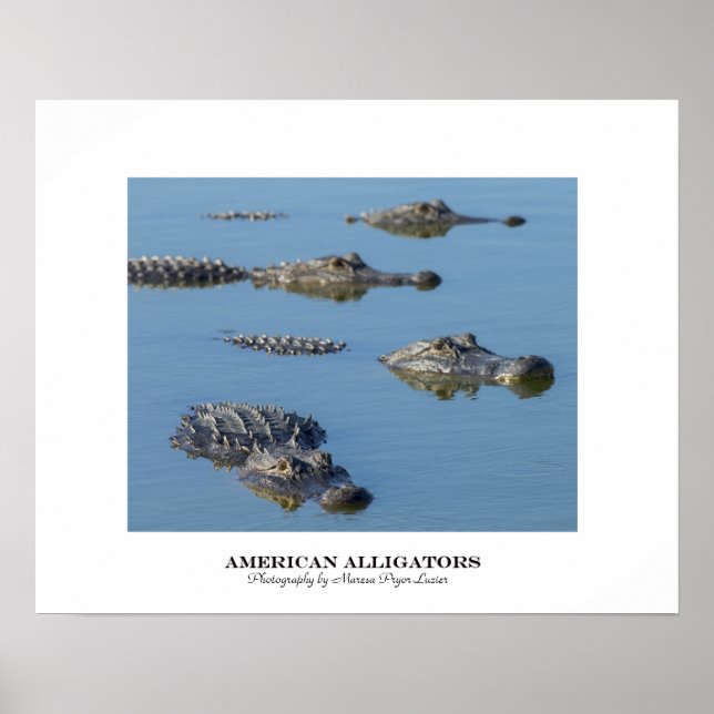 American Alligators Poster (Front)