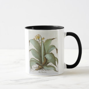 American Aloe: Aloe Americana, from the 'Hortus Ey Mug