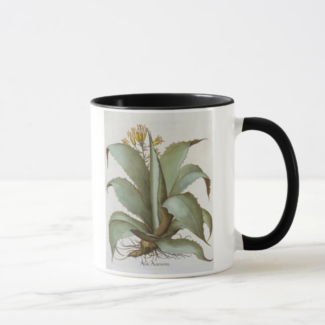 American Aloe: Aloe Americana, from the 'Hortus Ey Mug (Right)