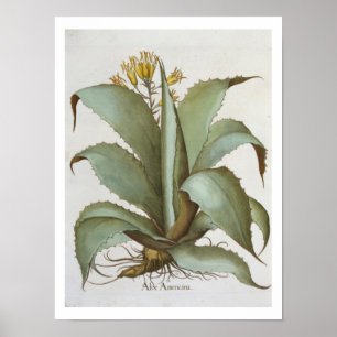 American Aloe: Aloe Americana, from the 'Hortus Ey Poster
