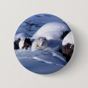 American Arctic Fox 6 Cm Round Badge