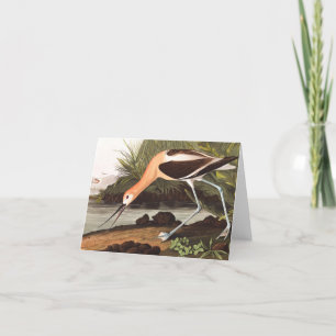 American Avocet by John James Audubon Thank You Card
