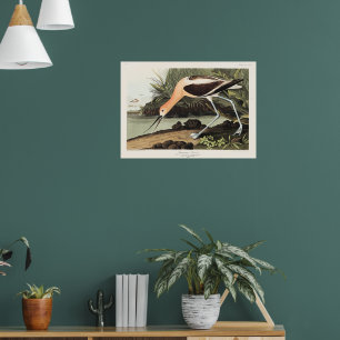 American Avocet from Birds of America, Poster