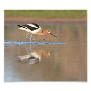 American Avocet in the ponds Photo Print