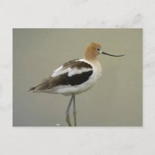American Avocet Postcard