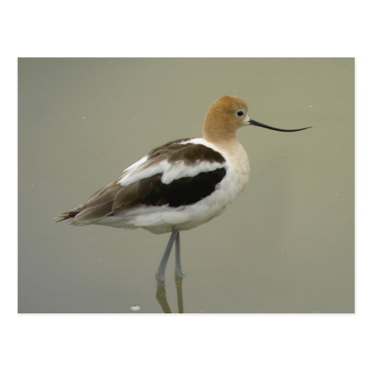 American Avocet Postcard