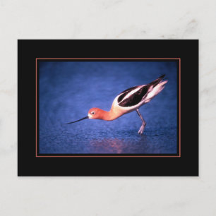 American Avocet Postcard