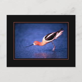 American Avocet Postcard