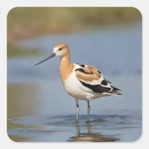 American Avocet standing in water Square Sticker
