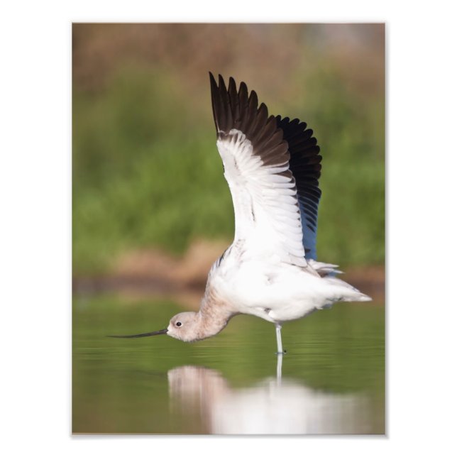 American Avocet stretch Photo Print (Front)
