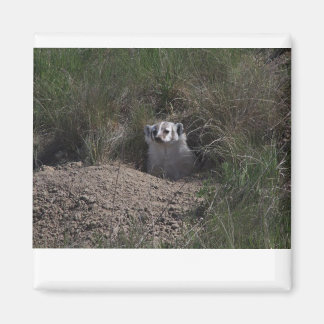 American badger magnet