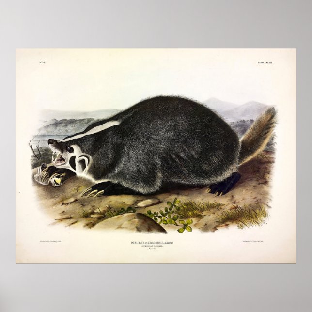 American Badger (Taxidea taxus) by Audubon Poster (Front)