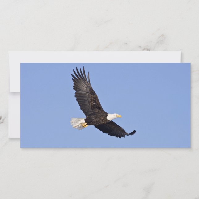 American Bald Eagle (Front)