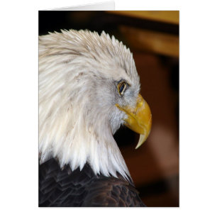 American Bald Eagle