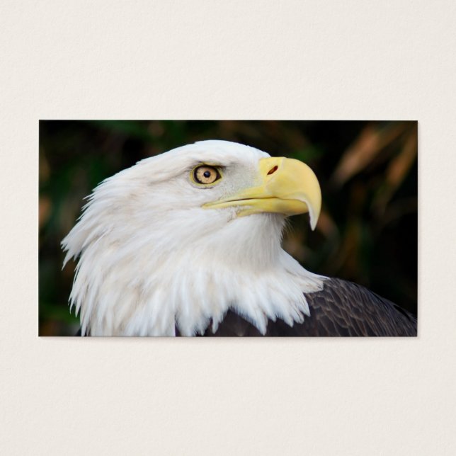 American Bald Eagle (Front)