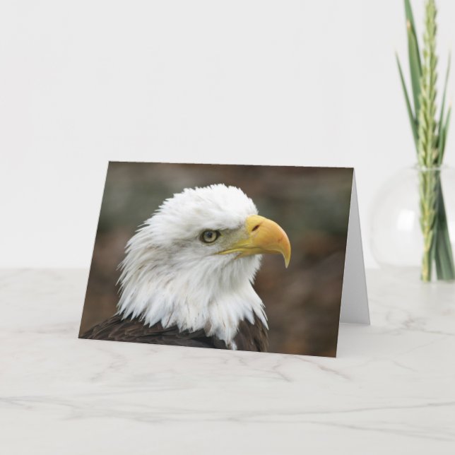 American Bald Eagle 2 Greeting Card (Front)