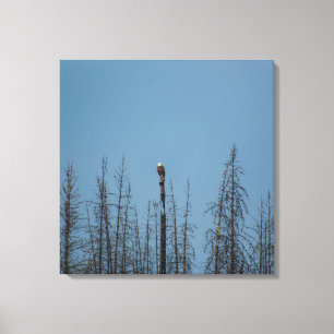 American Bald Eagle 8974 Canvas Print
