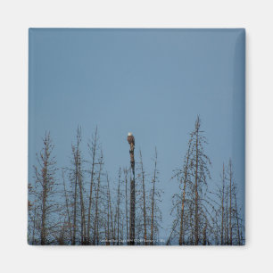 American Bald Eagle 8974 Magnet