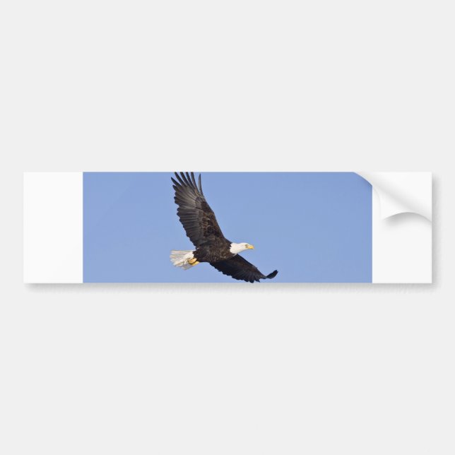 American Bald Eagle Bumper Sticker (Front)