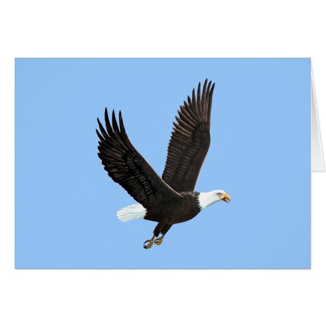 American Bald Eagle Card (Front Horizontal)