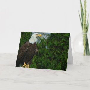 American Bald Eagle Card